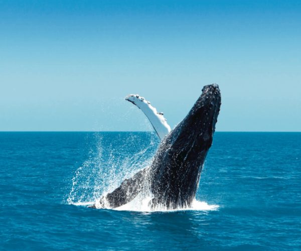 Circumnavigate Magnetic Island's Famous Five-5