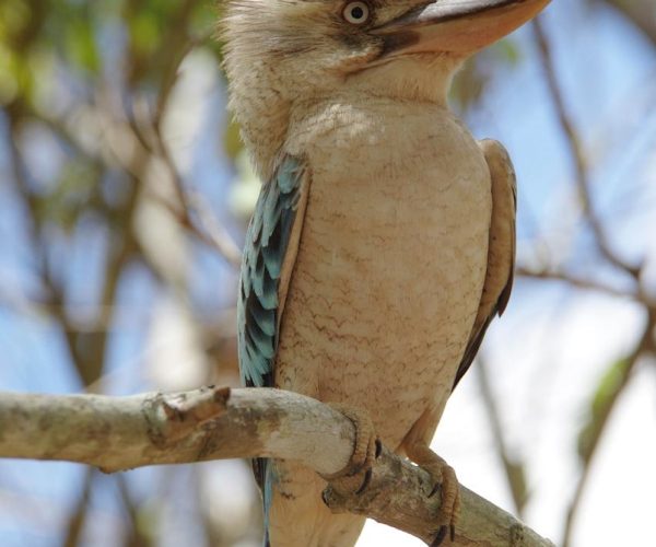 Guided Bus Tour of Magnetic Island