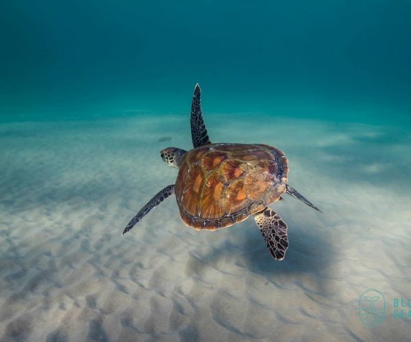 Snorkel Gold coast Turtle tour-10