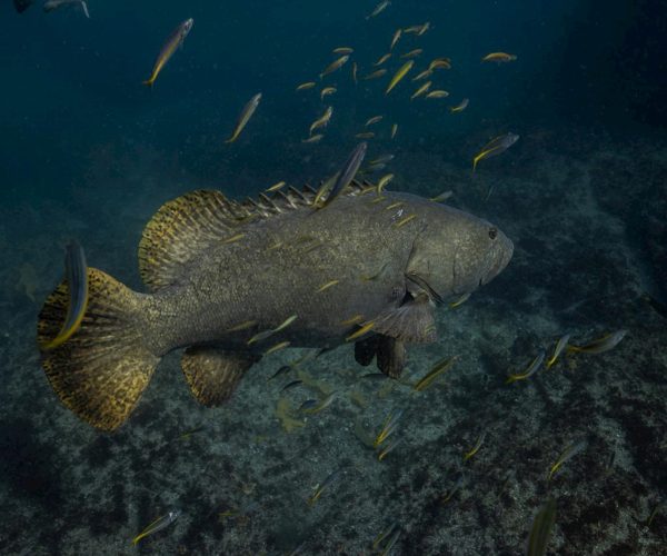 Snorkel Gold coast Turtle tour-8
